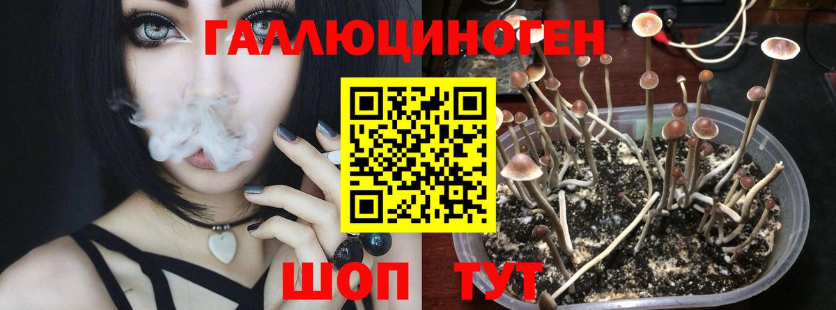 Псилоцибиновые грибы мицелий Новочеркасск